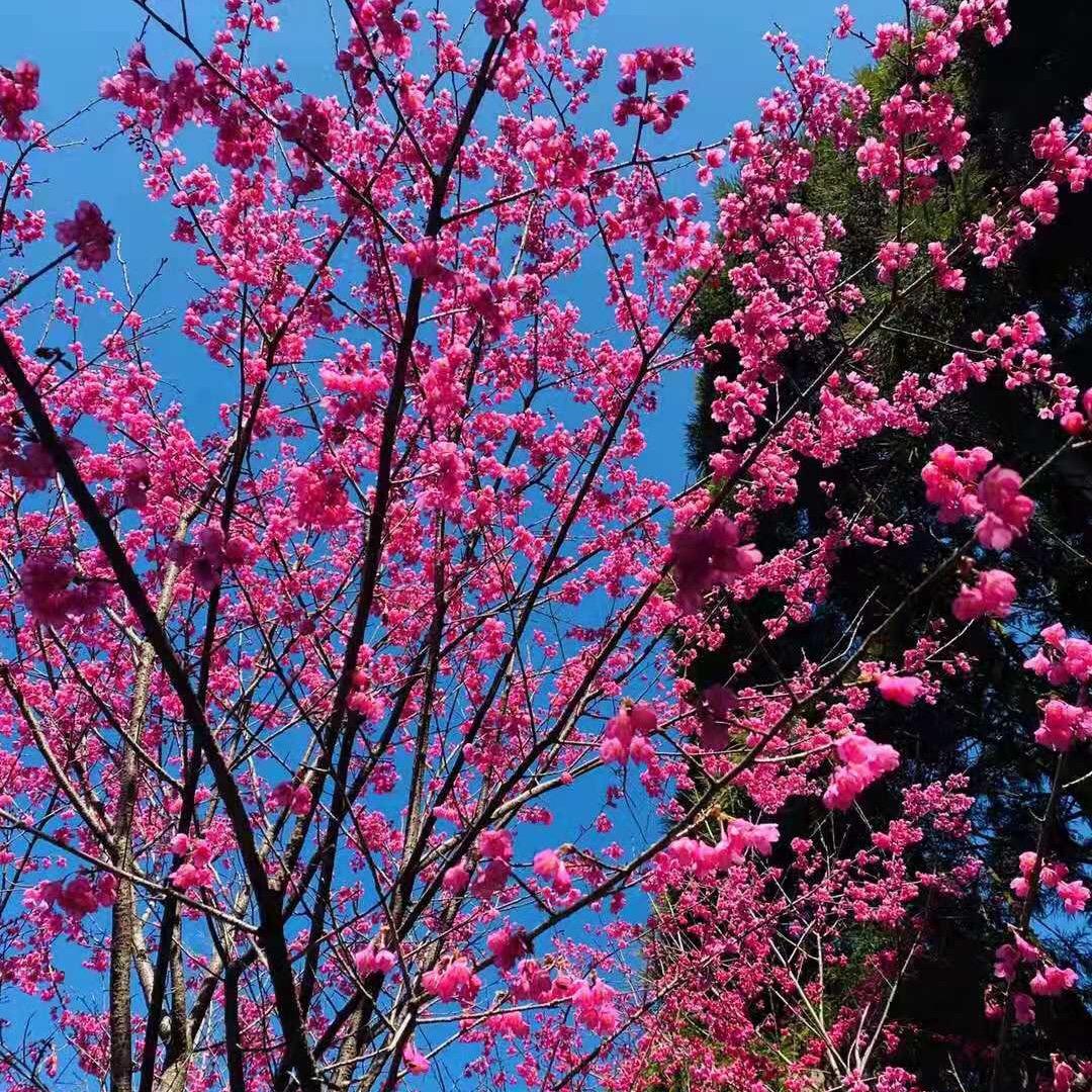 情花🌸