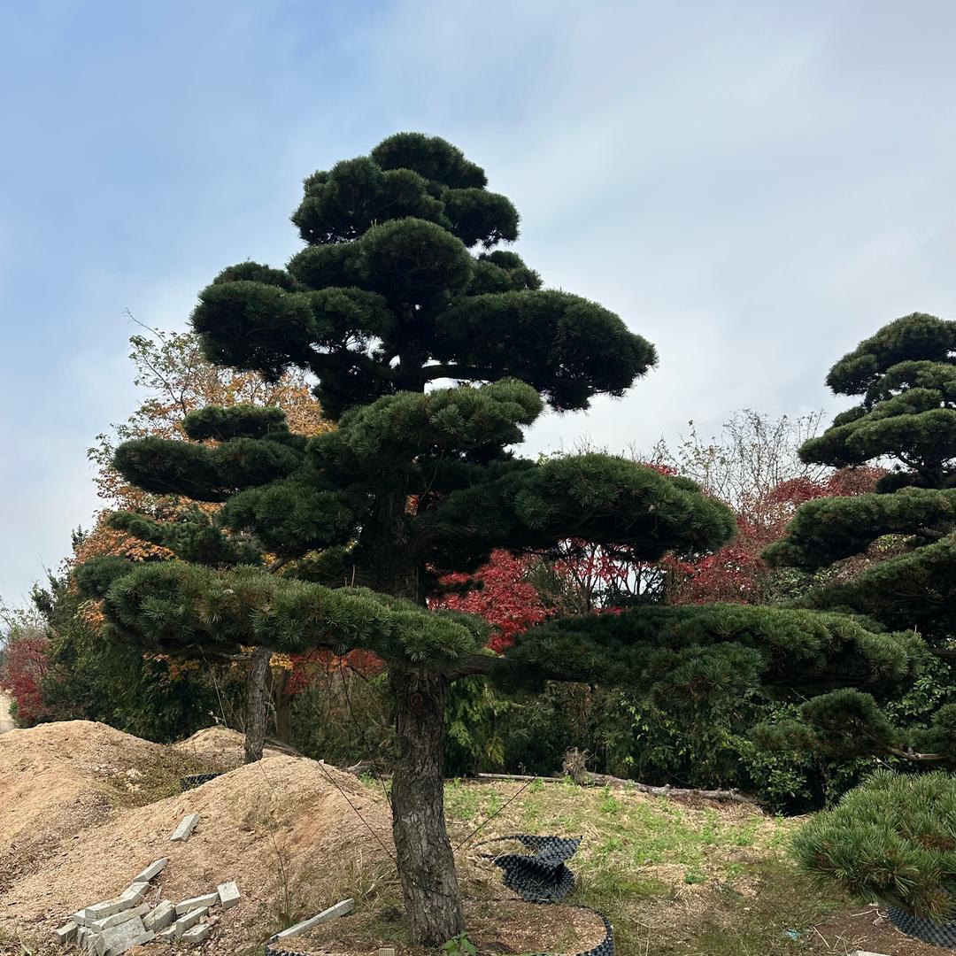 仁景园林