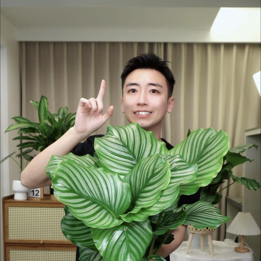 XINGYU星屿绿植