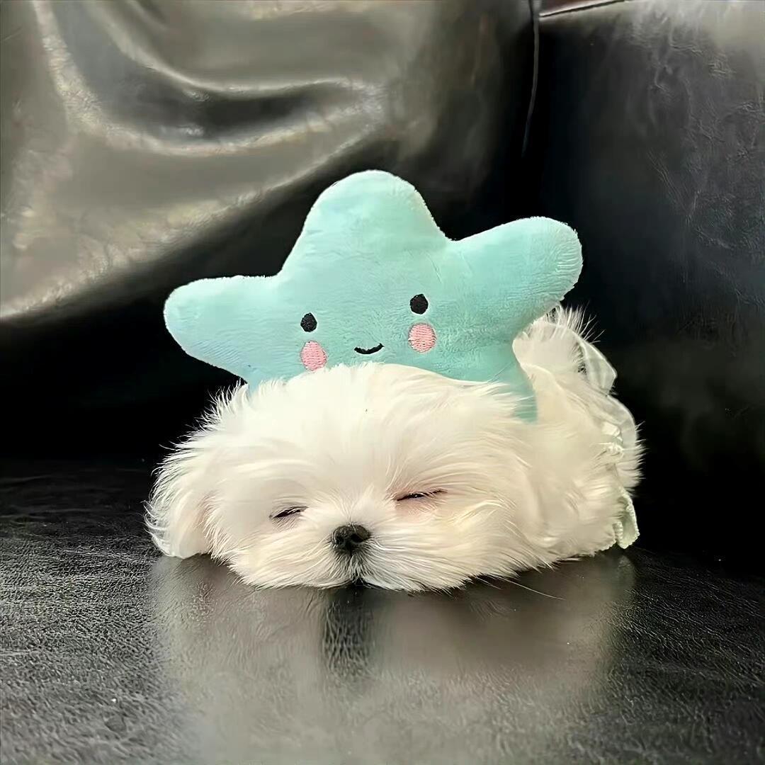 糯叽叽
