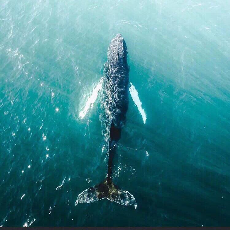 行走的大鱼🐳