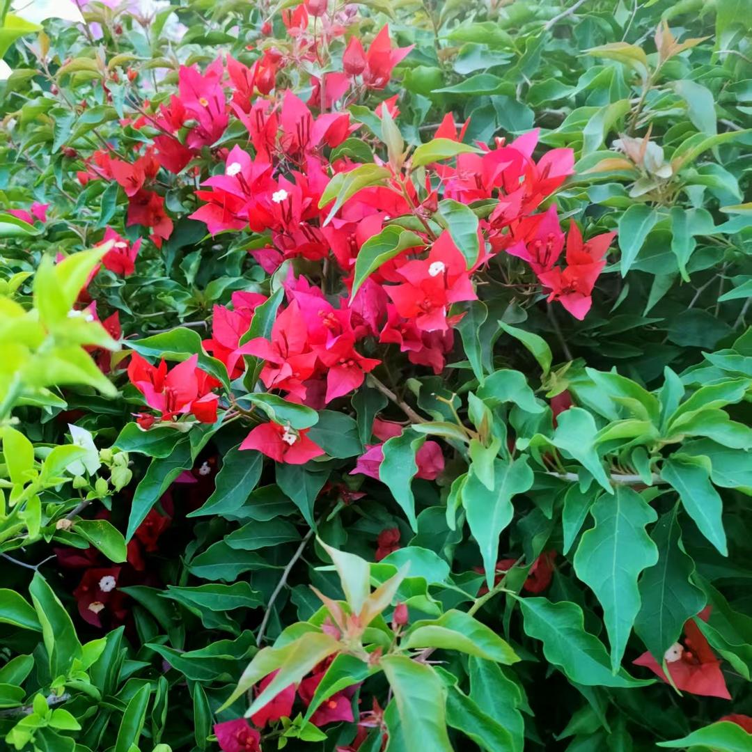 张胖子三角梅花卉绿植盆栽