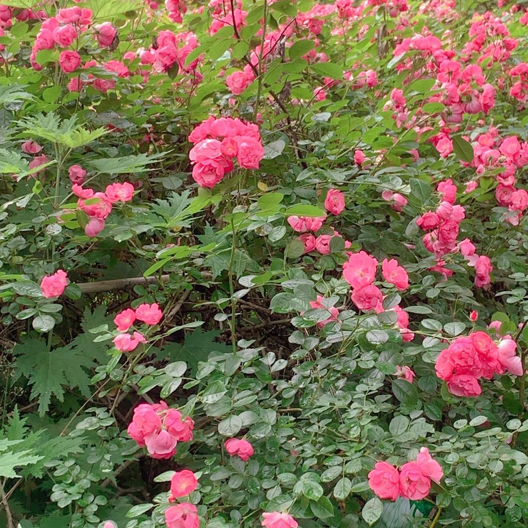 🥀এ᭄累了ꦿ谁💔疼ོ࿐ᩚ