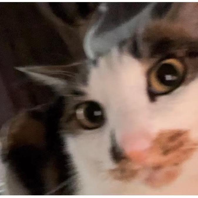 开心猫猫人