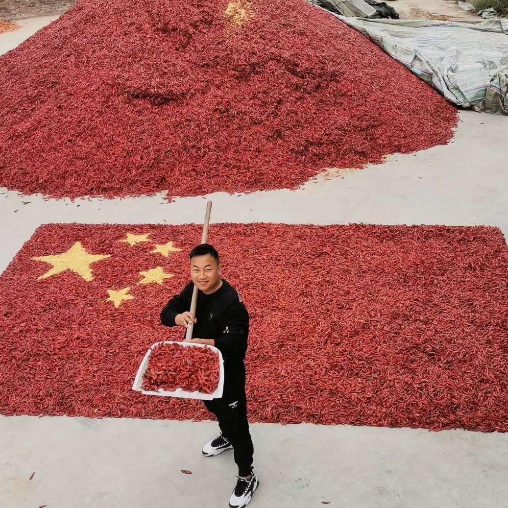 @临颍辣椒产区陈少阳