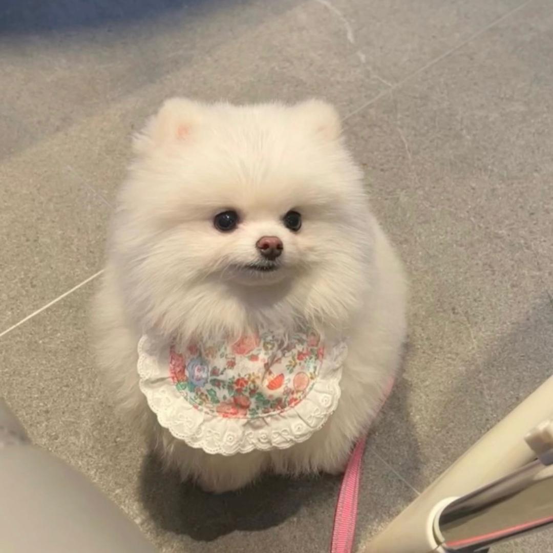 奶油泡芙💕