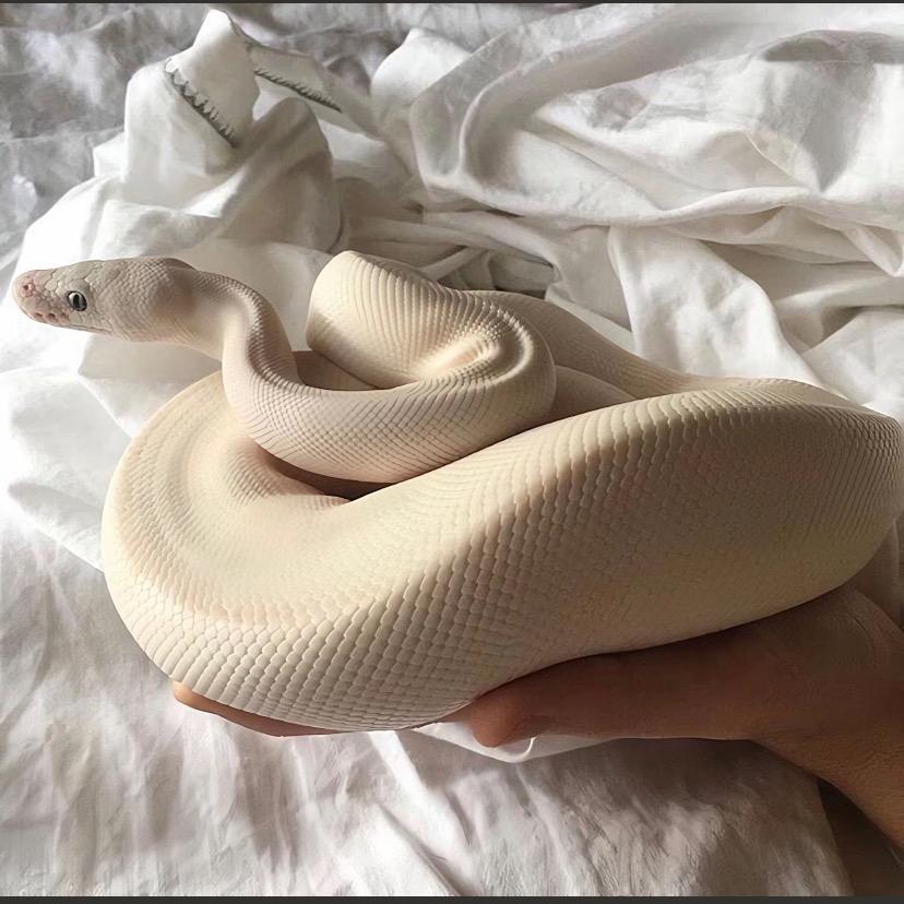蛇蛇🐍