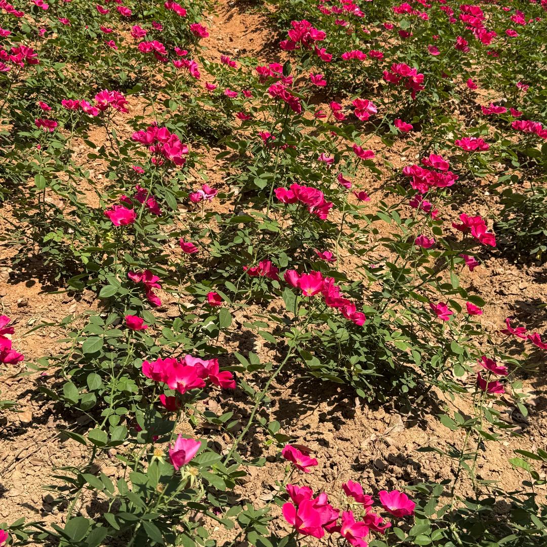 单纯的喜欢才是爱