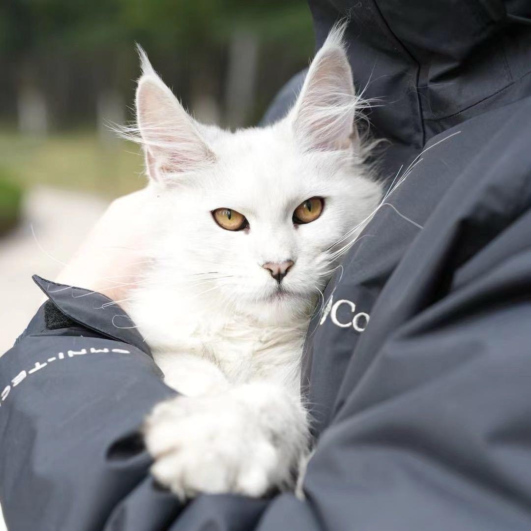 超人缅因猫（每晚直播）