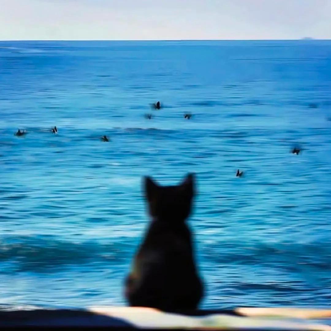 薛定谔的猫