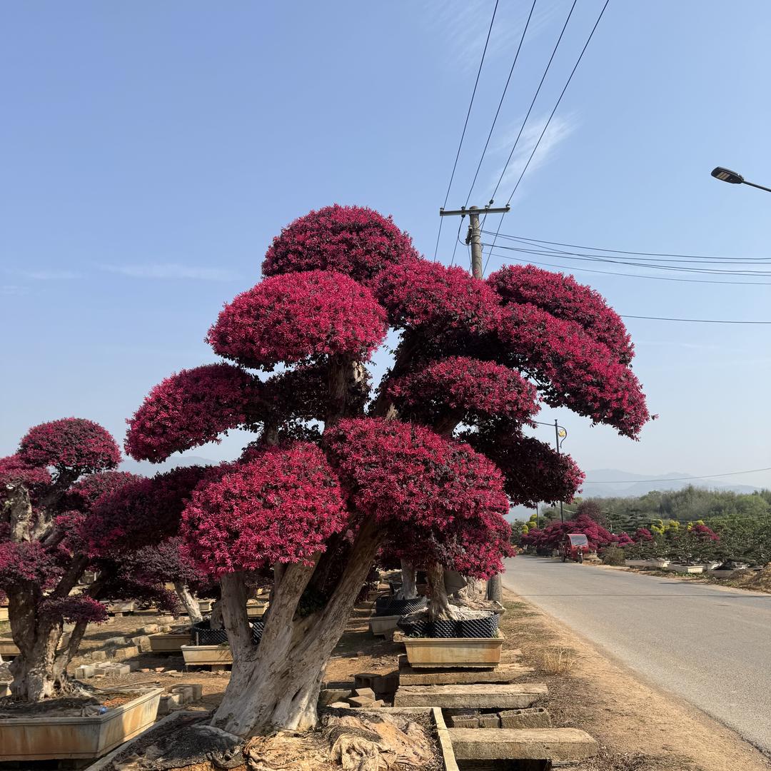 芥子园盆景
