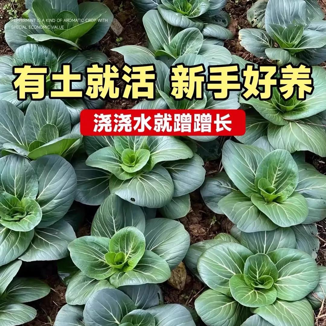 花千粒蔬菜种子