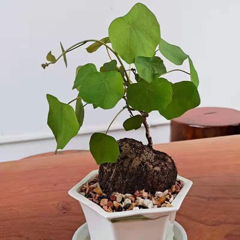 平达七彩花艺