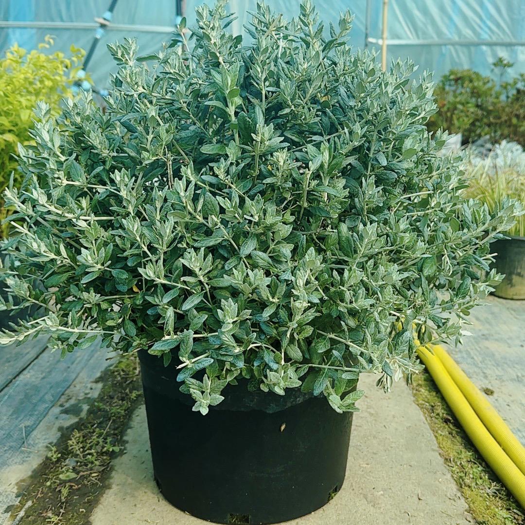 聚花阁花境园艺