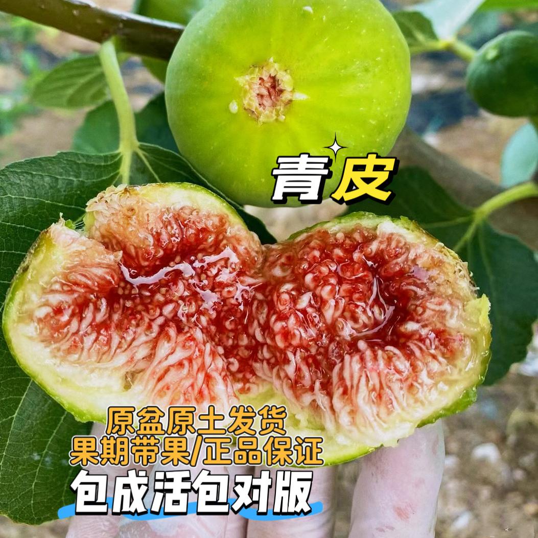 风格果树苗木专营店