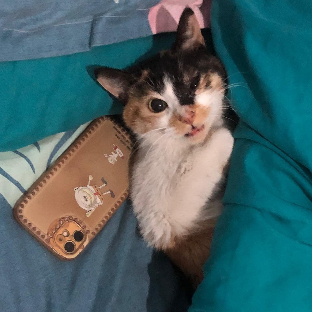 李十二的喵🐱