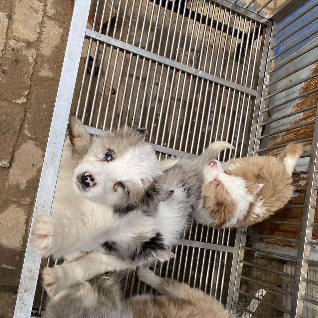 优易边牧生活馆