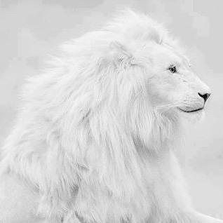 画画画的狮子海棠