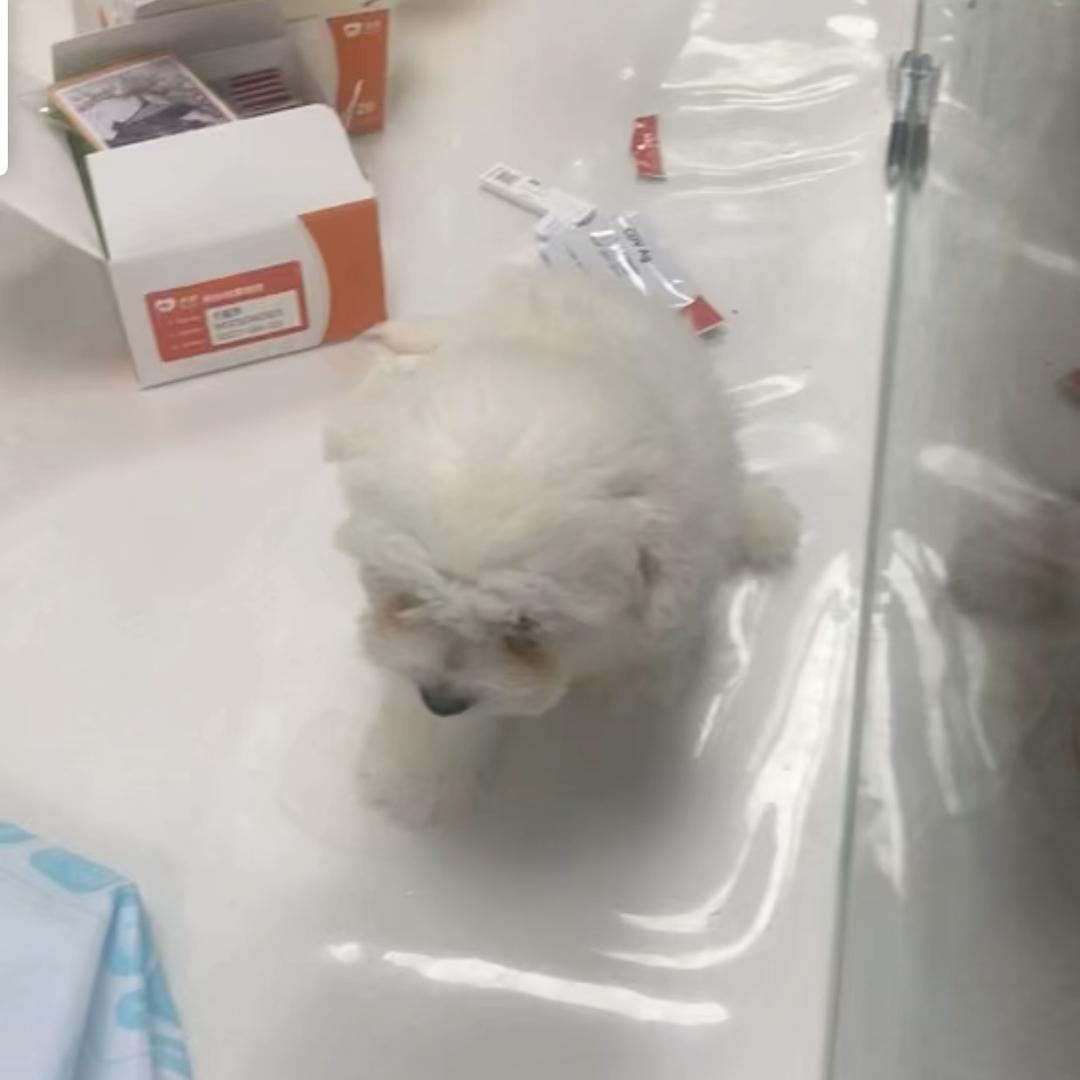 小比熊财宝