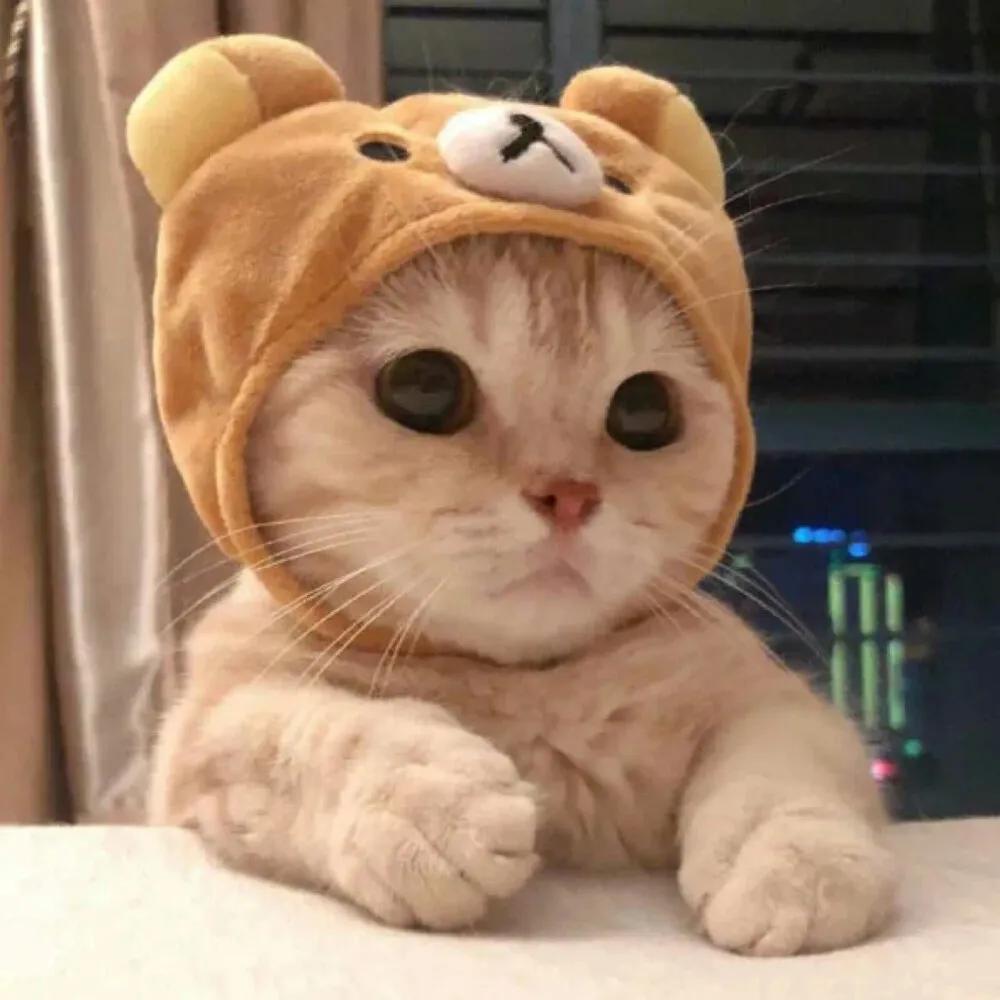 猫咪玩游戏