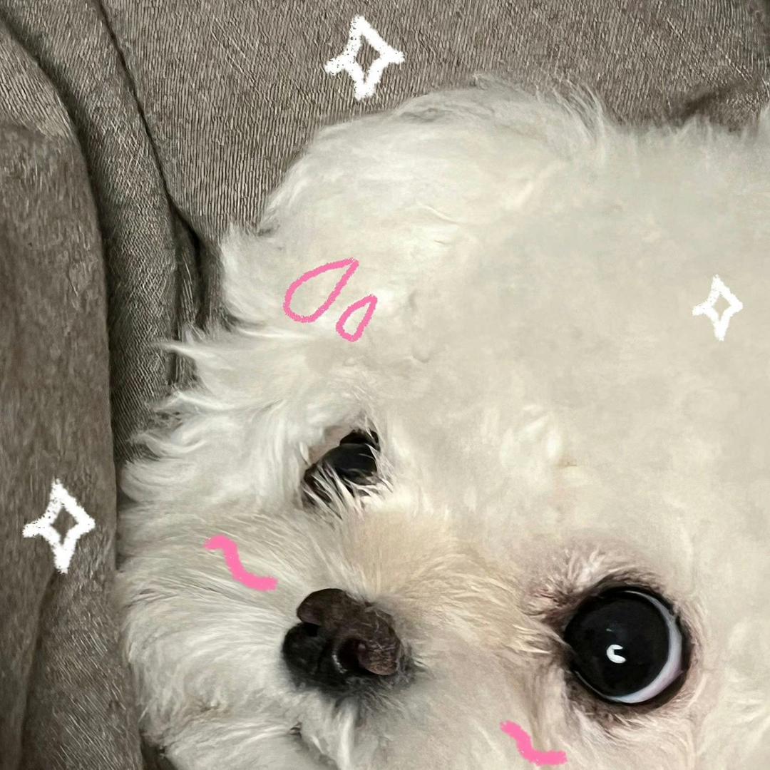 美丽皮蛋