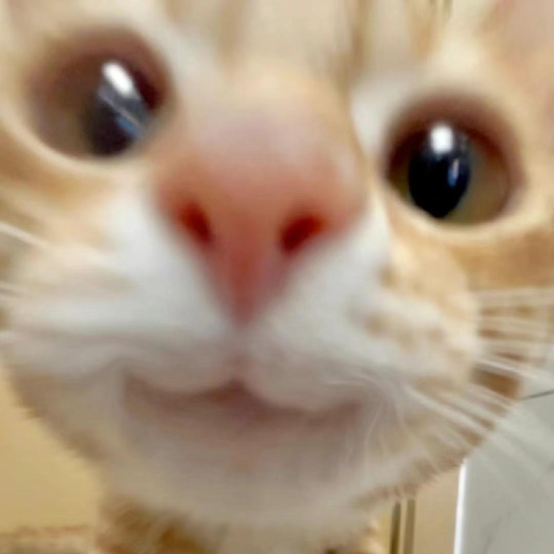 甜豆（南京鹿晗四巡版）