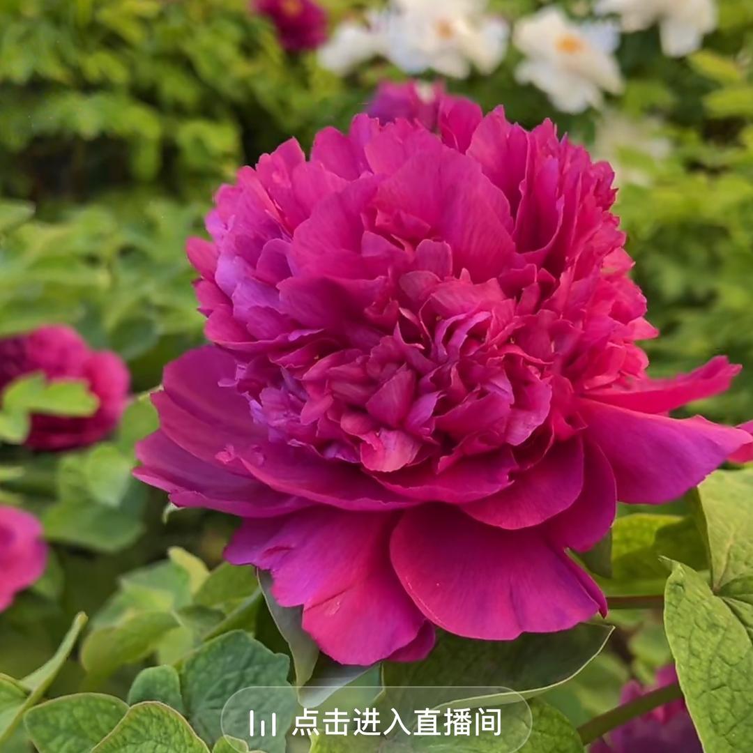 张平平