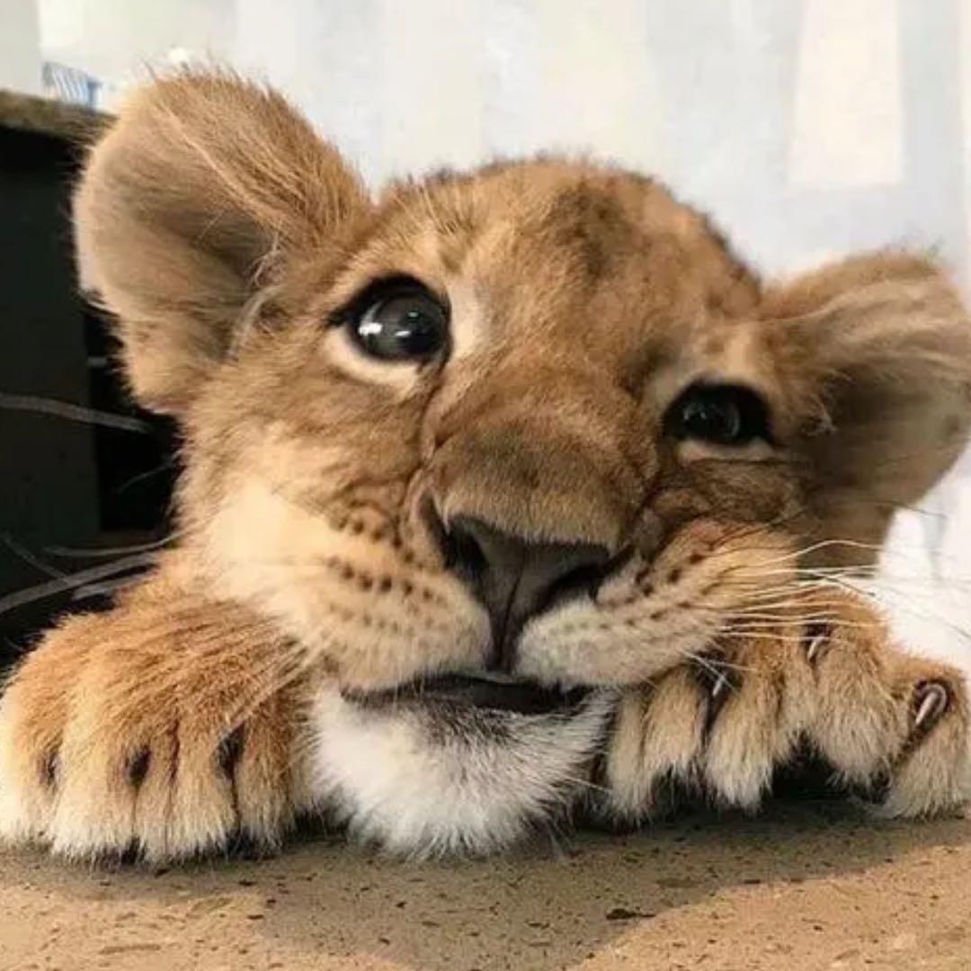 小老虎🐯