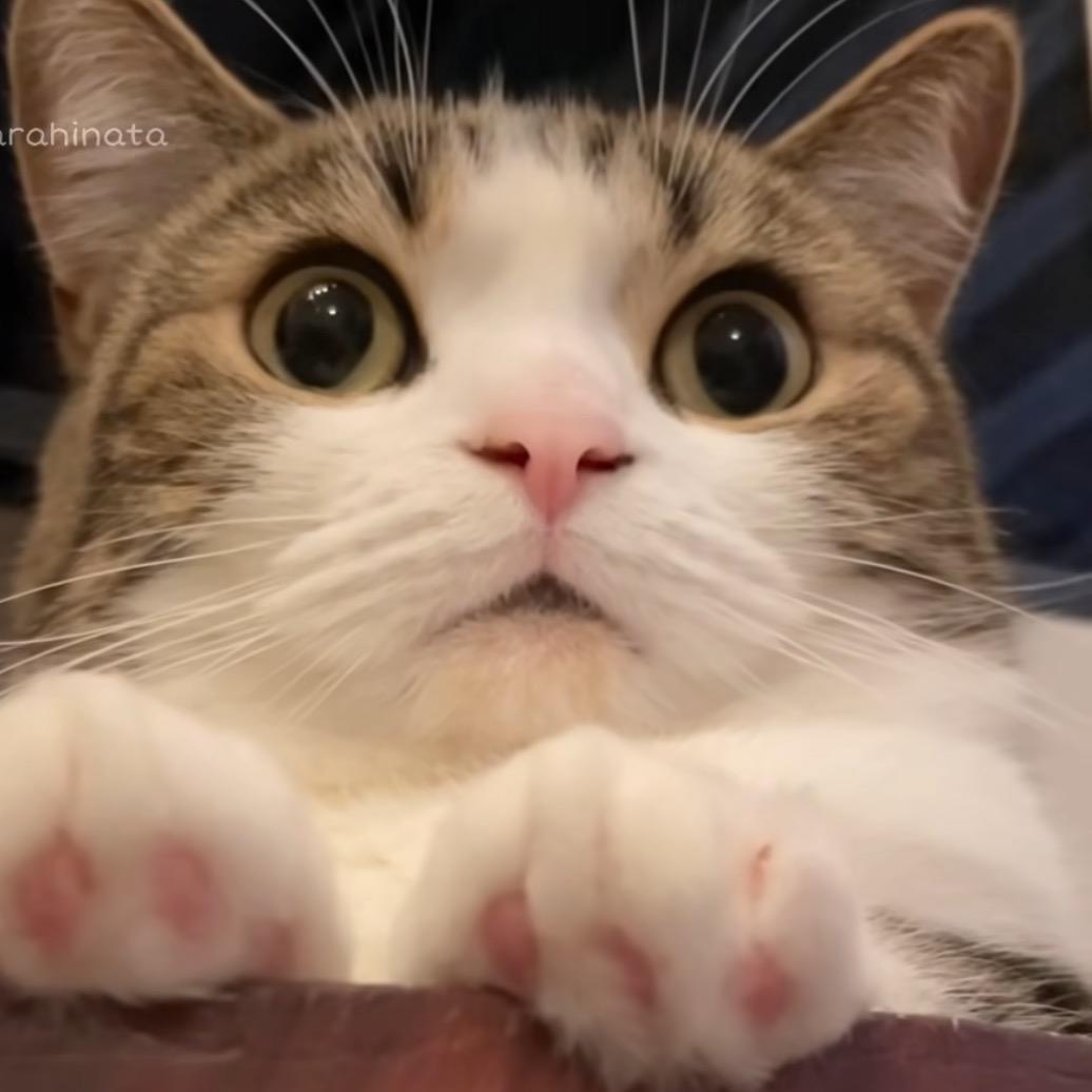 贰拾只猫
