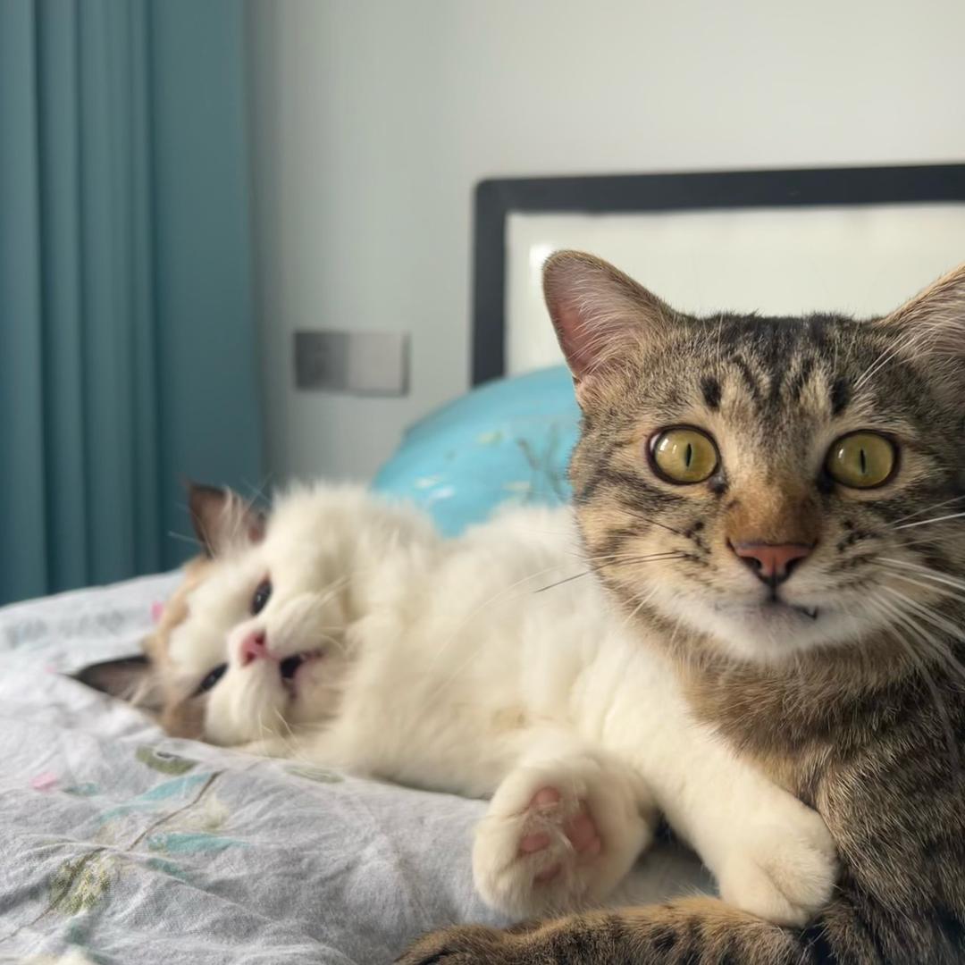 🐈‍⬛