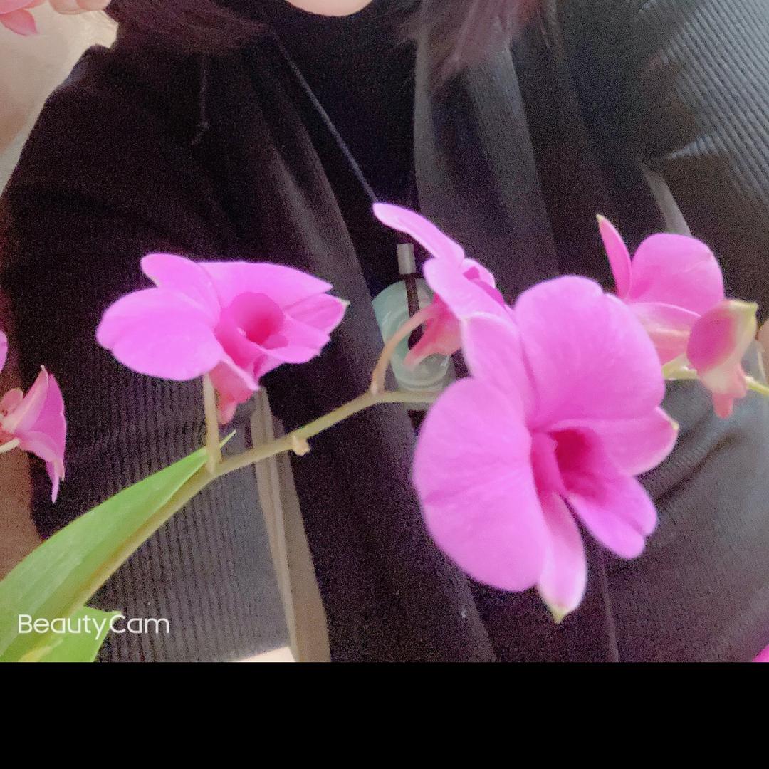 晨曦之花