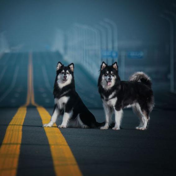 🐶家有🐶三千金🐶