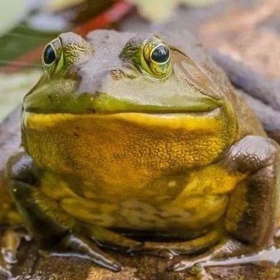 蛙蛙哥-养蛙全链条供应