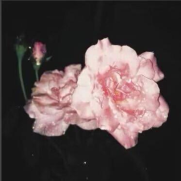 Amireux