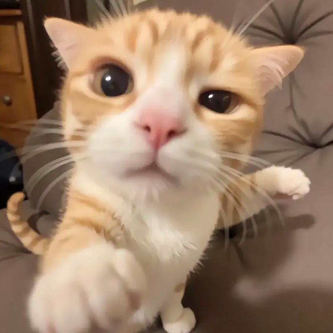 带鱼猫