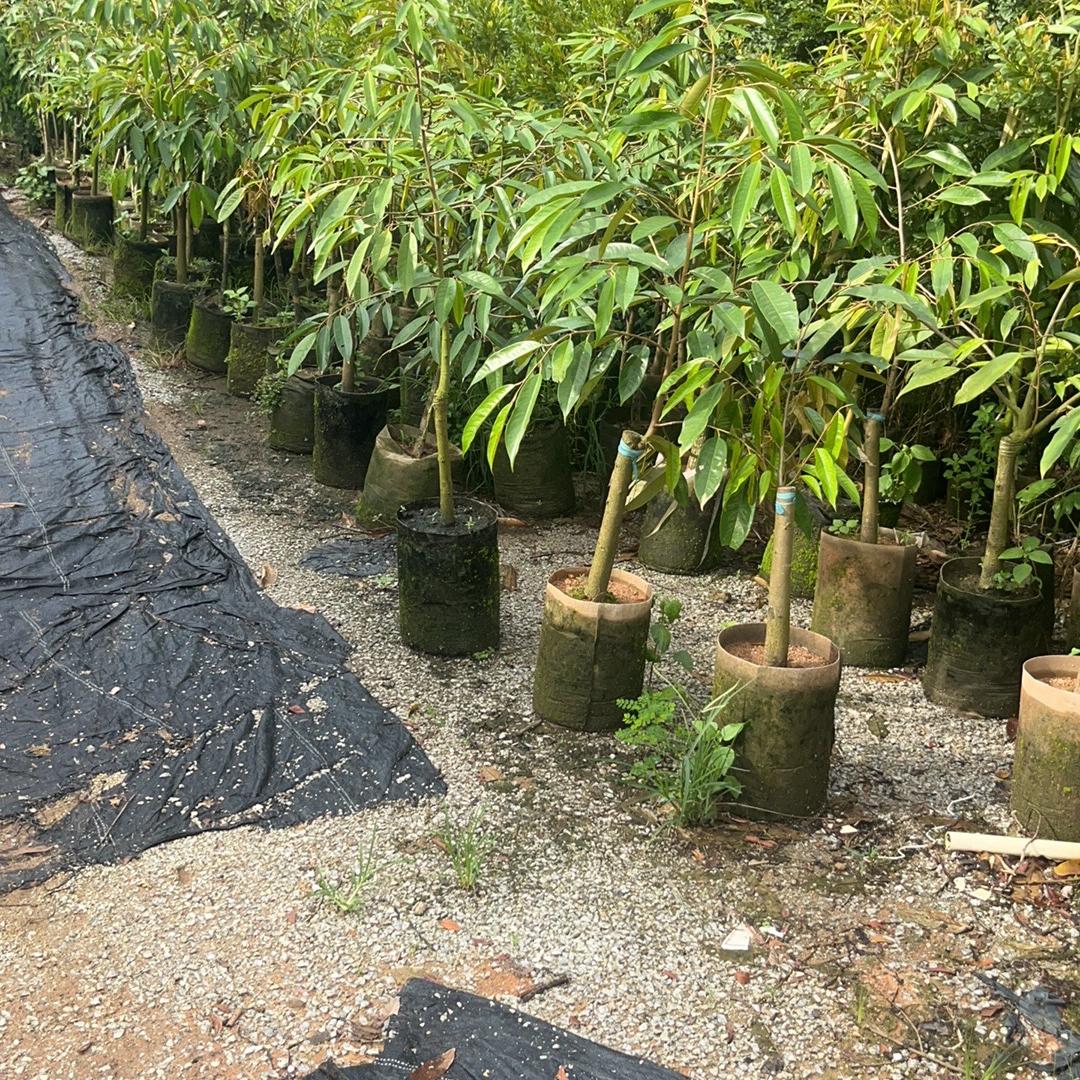 丰穗果树苗木专营店