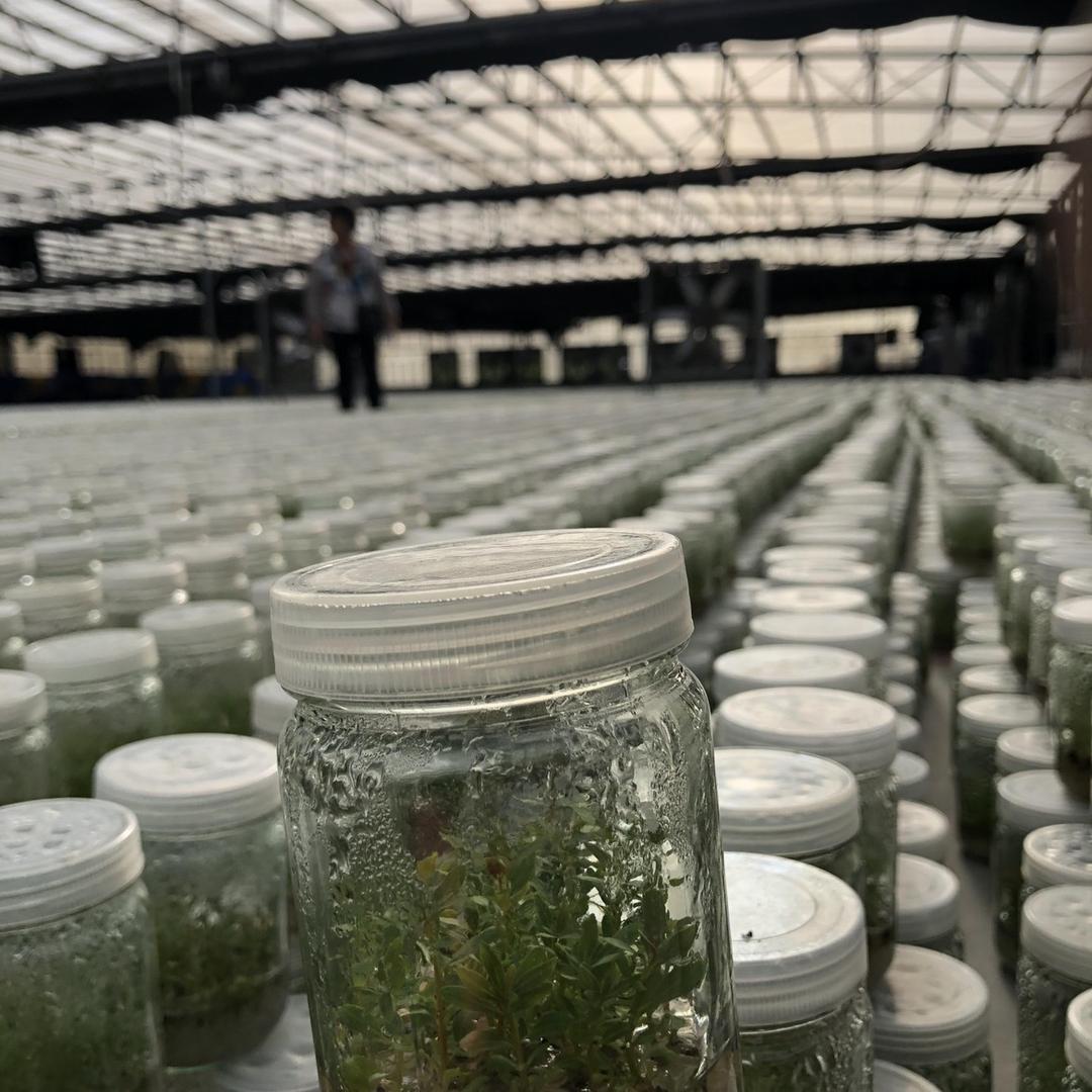 中科种苗徐小珂