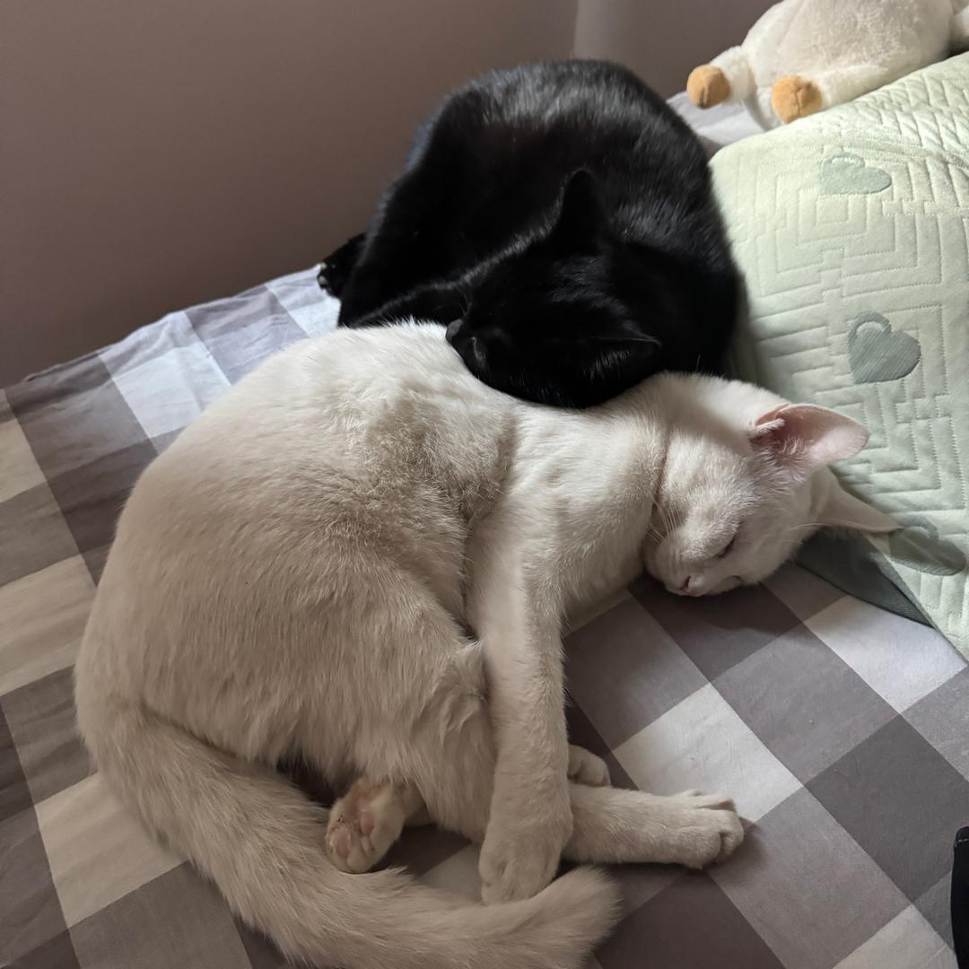 小武不打架」🐾⁵²⁵⁵