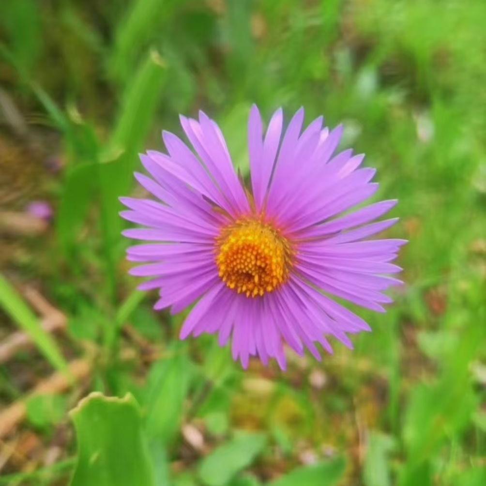 zhaxidelei9589