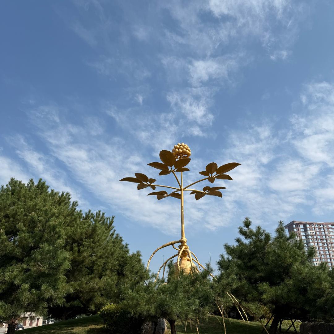 罗平富贵鸟男装