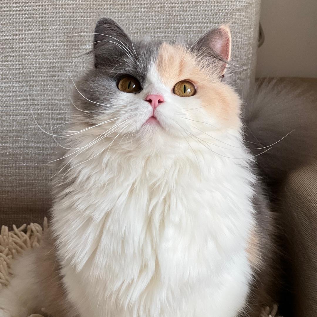 猫猫虫本虫🐛