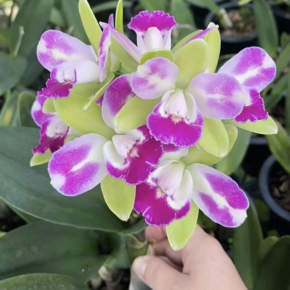 青姿花卉