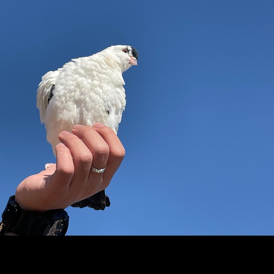 寒鸦爬宠工作室（飞宠训练营）