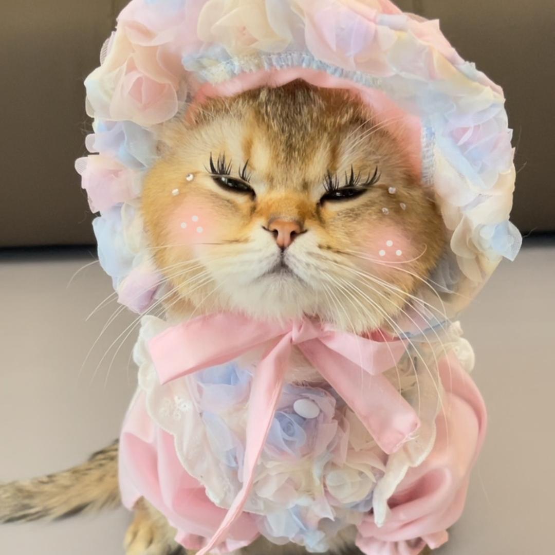 菊花王子小包