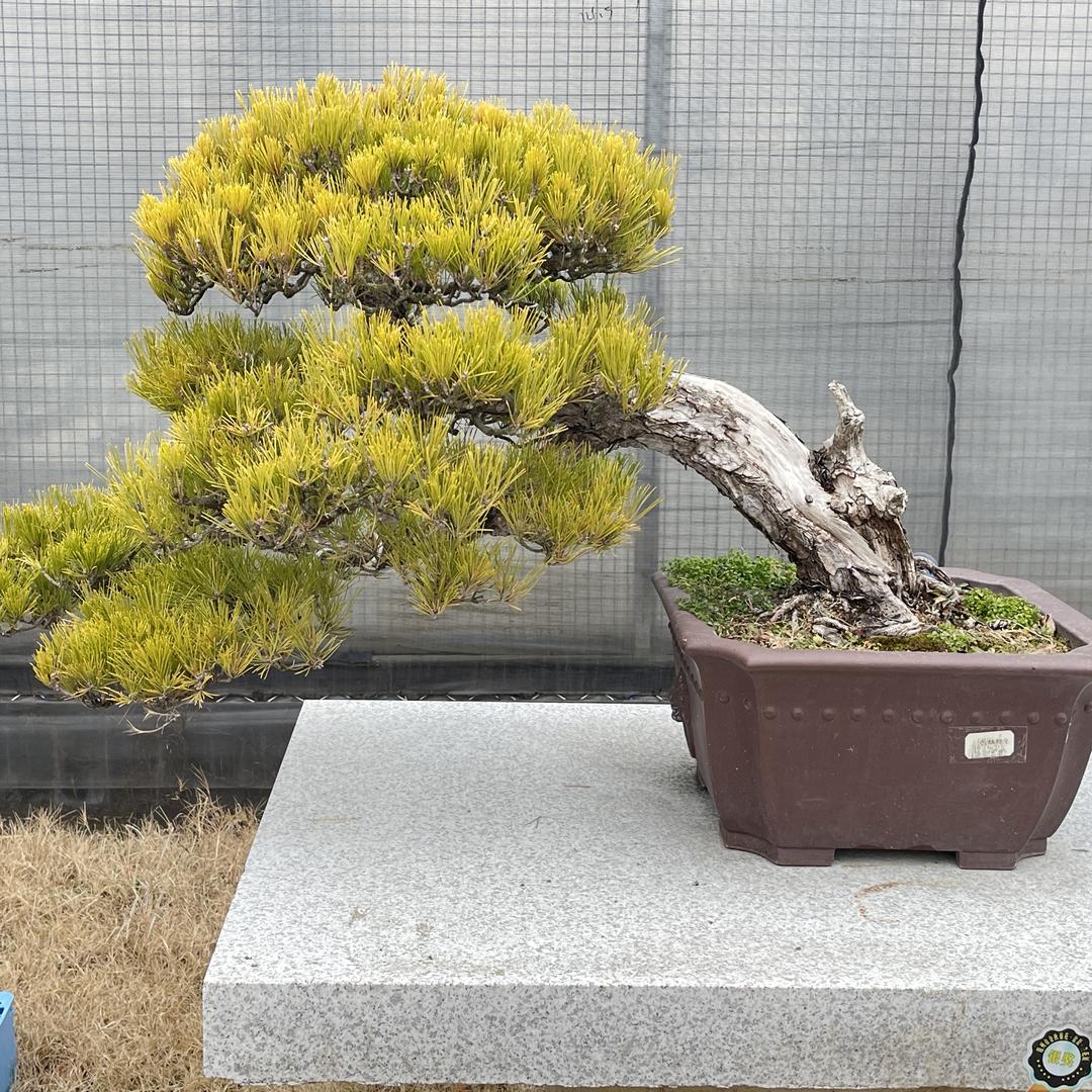 好景花卉工作室