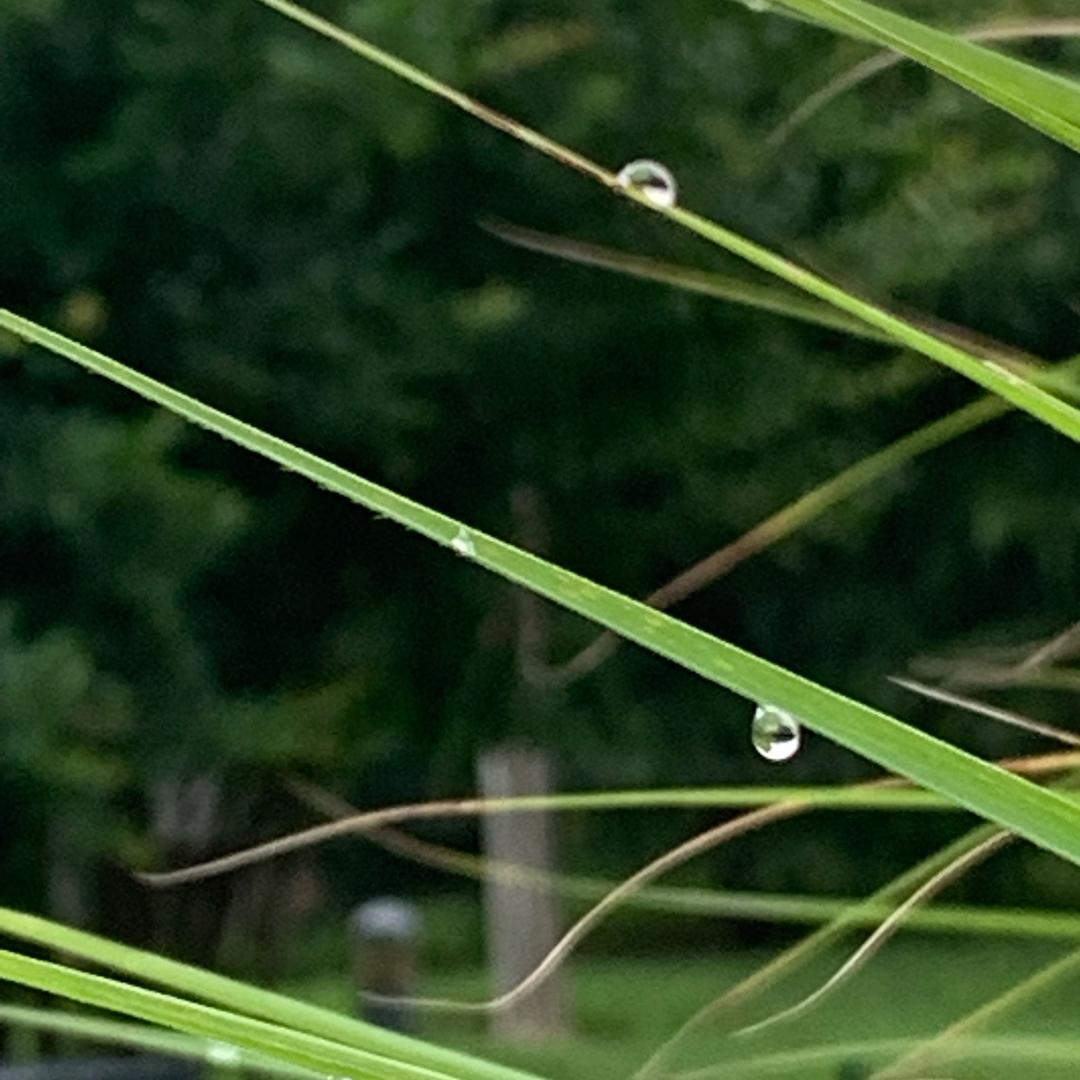 一两清风酌情愁