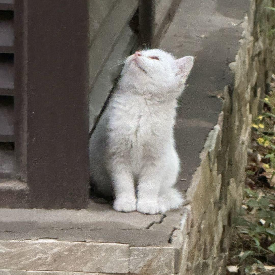 我老公是撒比