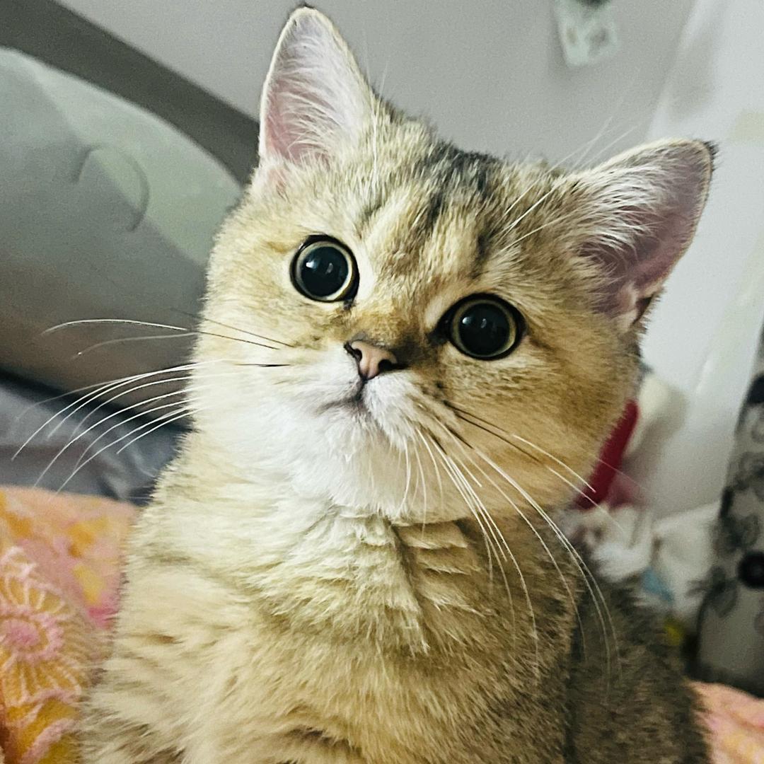 小金蛋🥚成长记