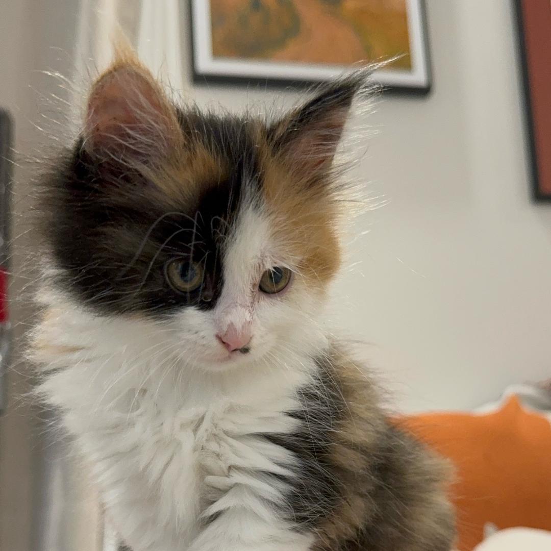 小陈爱养猫