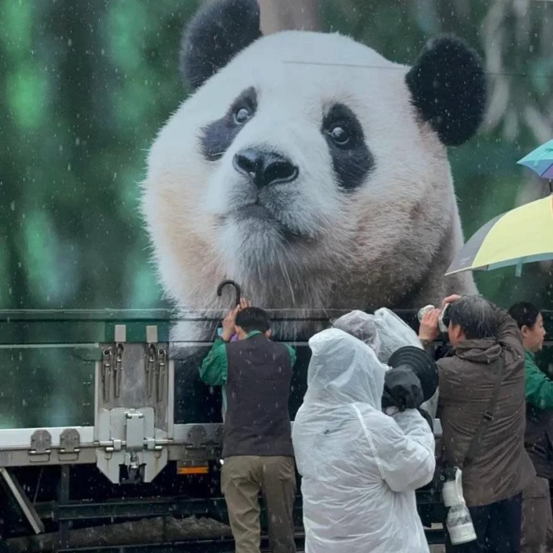 福宝🐼